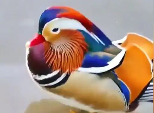 Video Of A Mandarin Duck going viral in social media
