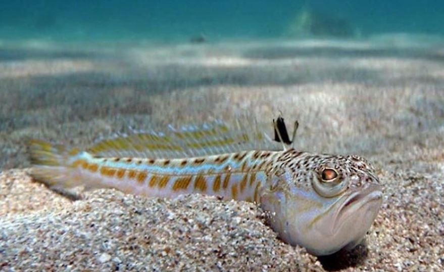 Weever fish found in beach sand has sting that knocks people 