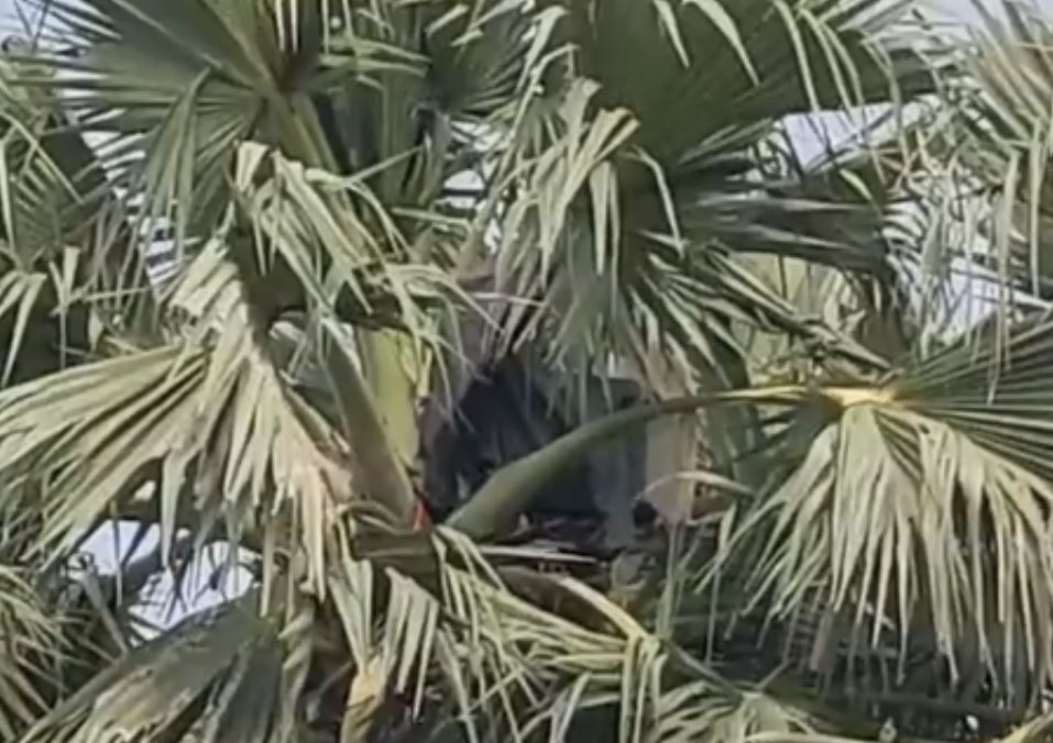 up man lives in palm tree after quarrel with his wife