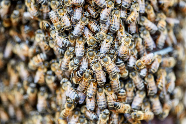 1000 bees stung youth more than 20000 times