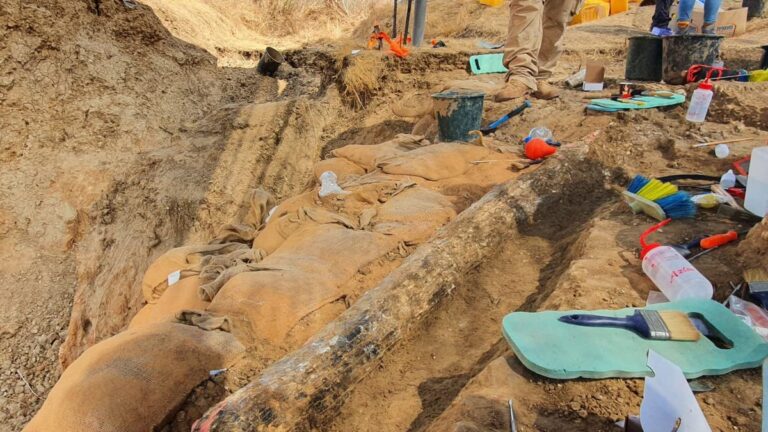 Israel elephant tusk unearthed 5 lakh years old