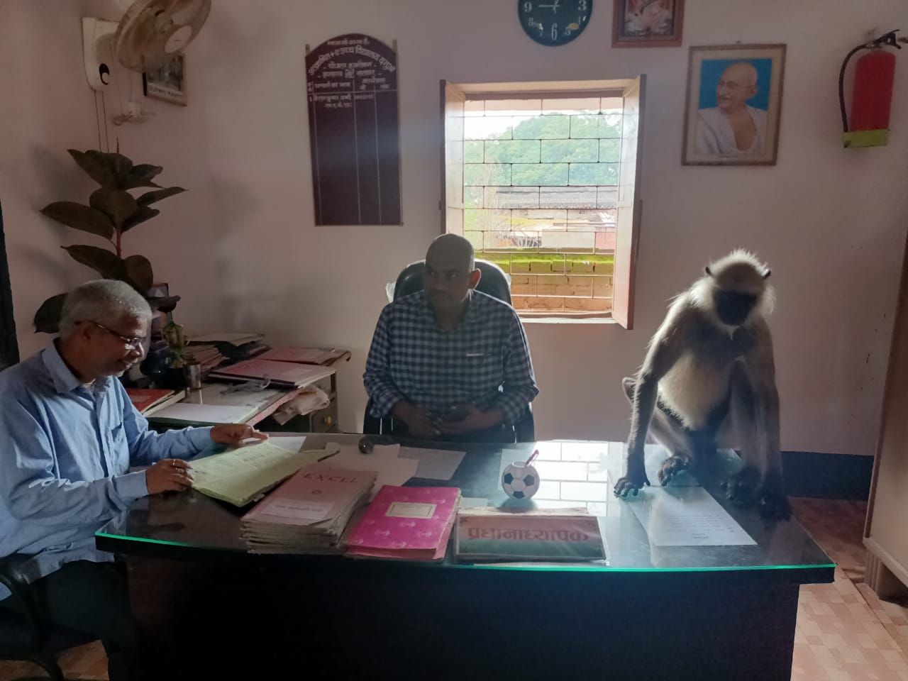 jharkhand monkey attend classes with students everyday