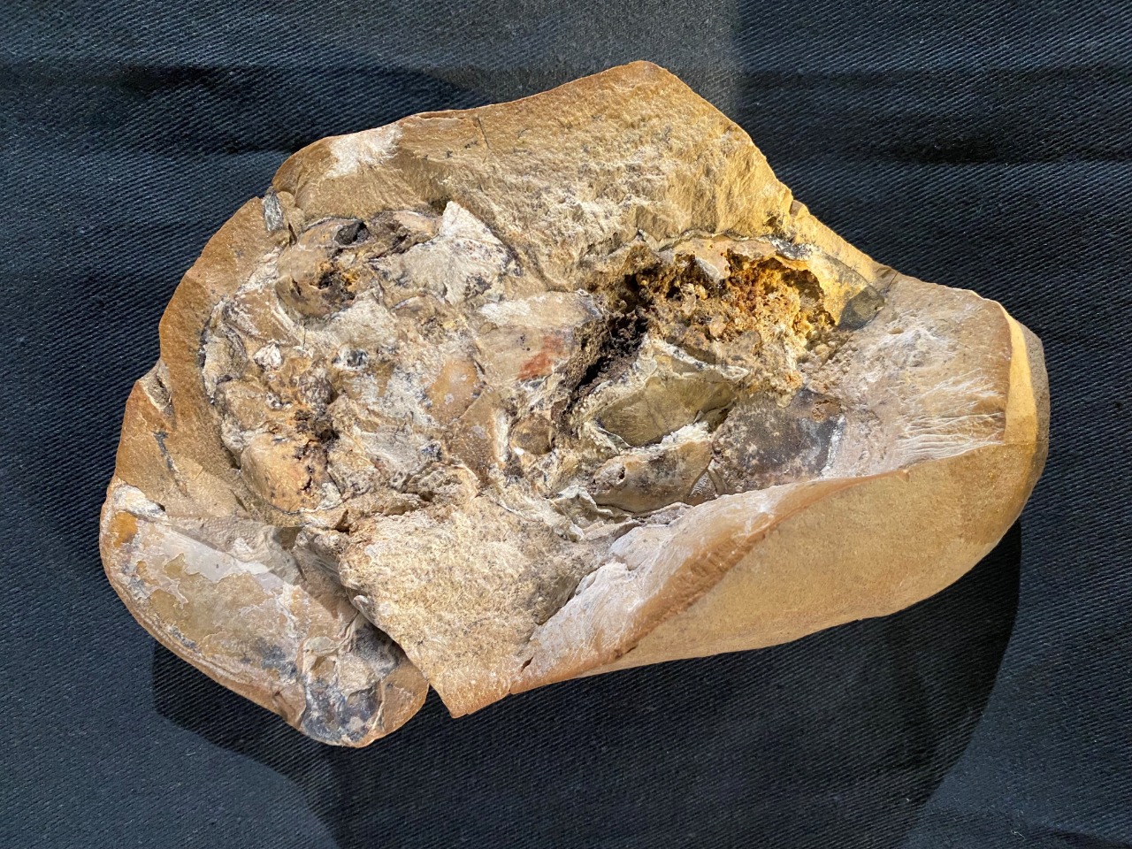 380 million year old fish heart discovered amaze researchers