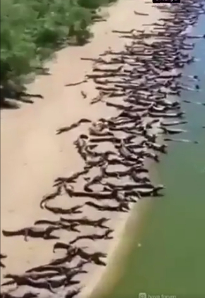 Video of crocodiles on Brazilian beach goes viral
