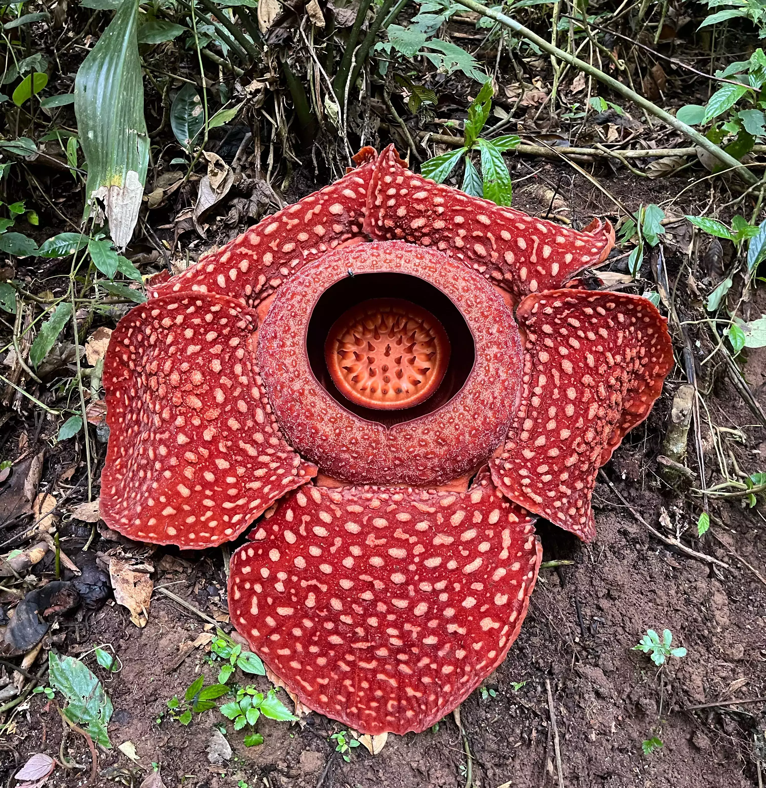 Man finds the largest flower in the world Rafflesia Arnoldii