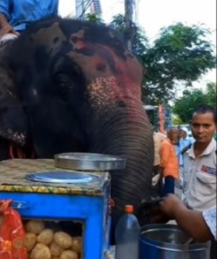 An elephant enjoys Pani puri while coming back from a ride