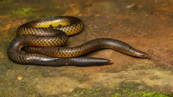 Golden shieldtail snake found after 142 years