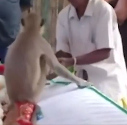 Srilanka monkey attends final rites of a man who give food