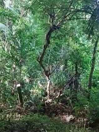 16 feet long king Kobra found at a rubber estate in Kerala 