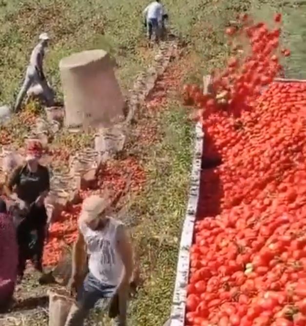 Man unique way of filling tomatoes in truck video amaze netizens