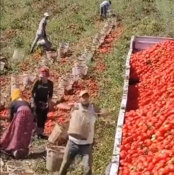 Man unique way of filling tomatoes in truck video amaze netizens