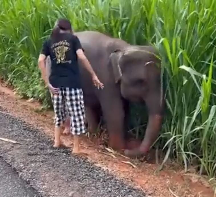 baby elephant stuck in mud woman tries to help