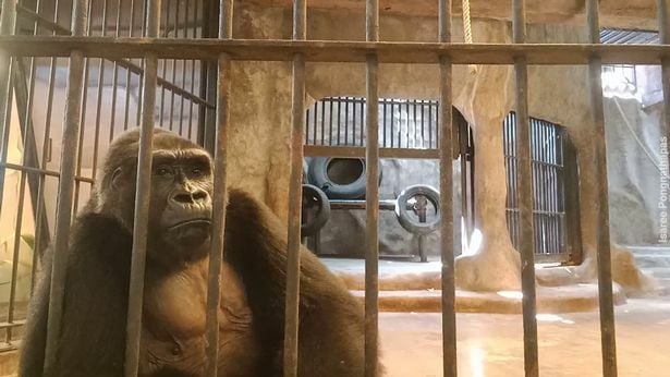 World saddest gorilla living in cage for 32 years 