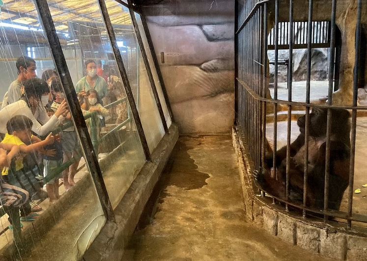 World saddest gorilla living in cage for 32 years 