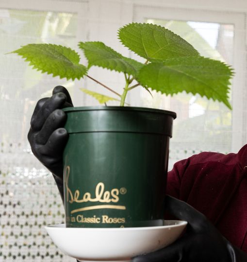Reportedly Man Grows Worlds Most Dangerous Plant At Home