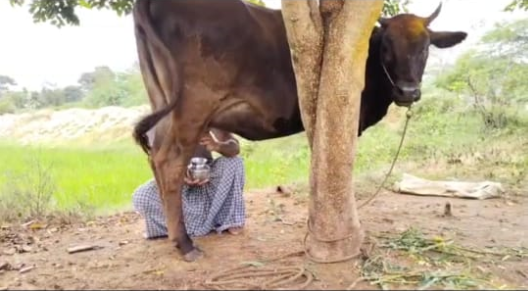 cow milks 24 hours a day without giving birth to a calf