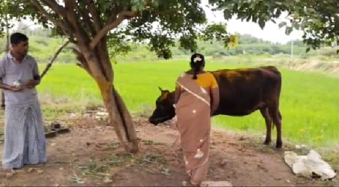 cow milks 24 hours a day without giving birth to a calf