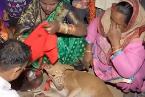 Haryana couple conducts wedding rituals for two pet dogs