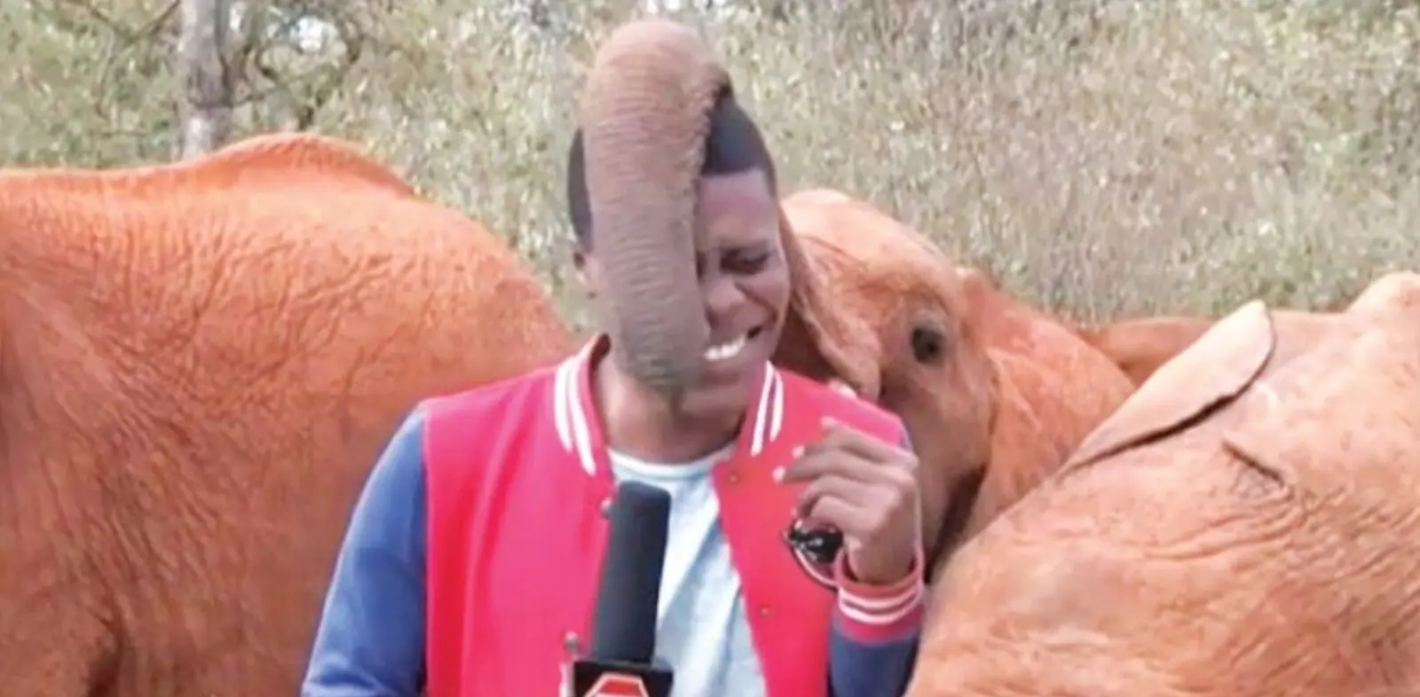 baby elephant interrupts to reporter in video people reacts