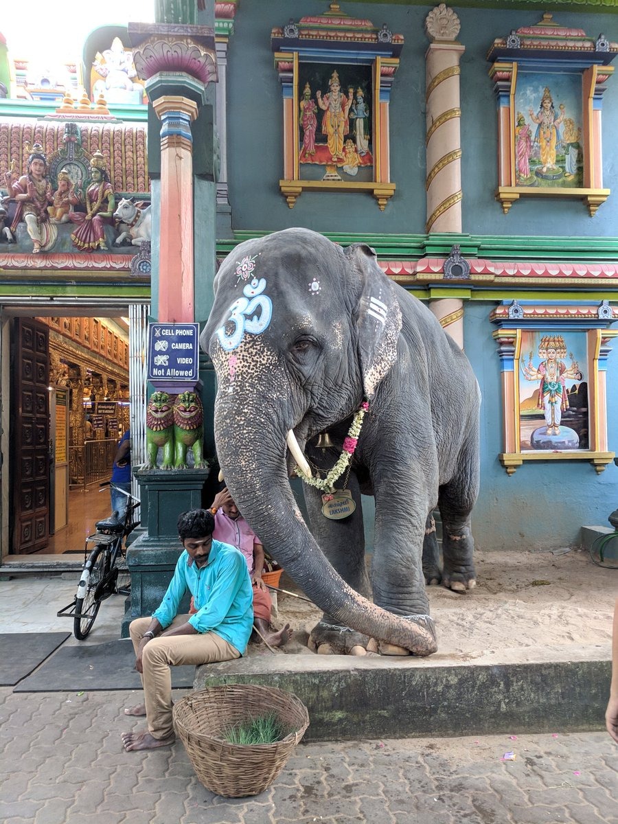 Manakula Vinayagar Temple Elephant Lakshmi passed away 