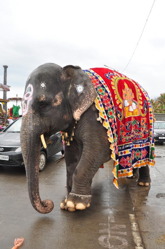 puducherry vinayakar temple elephant and caretaker bonding