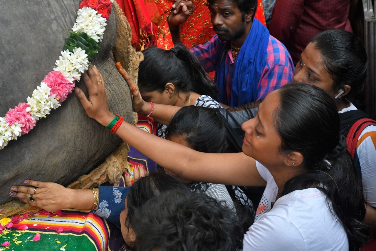 Is this the reason for Manakula Vinayagar Temple Elephant Demise