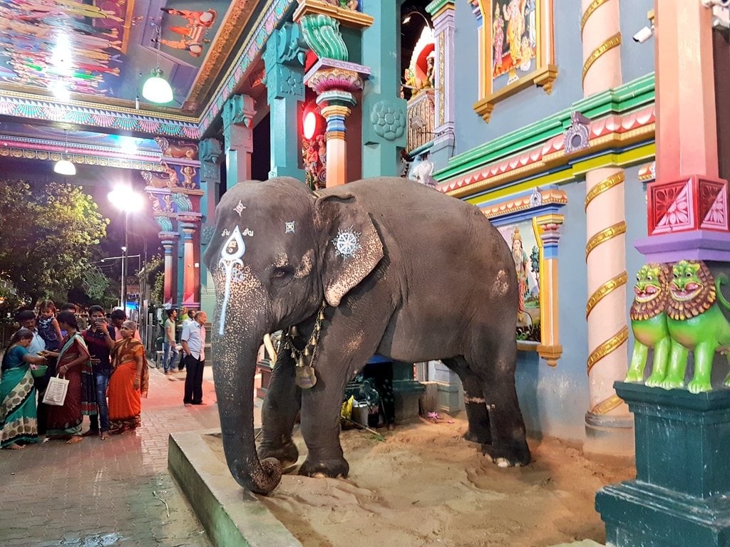 Lakshmi elephant saved me when its dying says rider Sakthiv