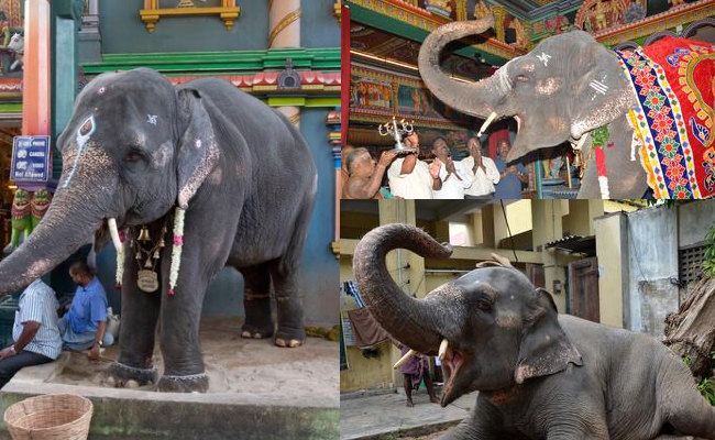 Manakula Vinayagar Temple Elephant Lakshmi Friend Interview