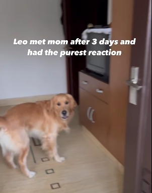 Dog met his owner after 3 days video that melts your heart