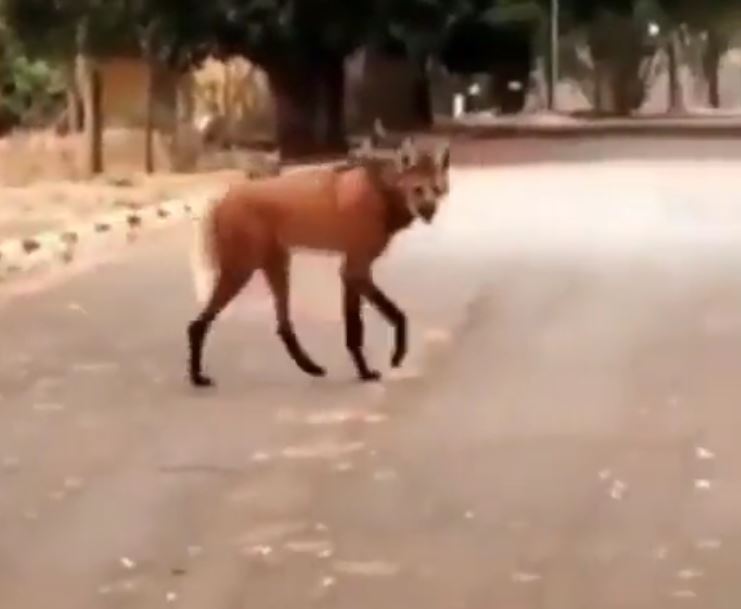 maned wolf spotted in california people confused
