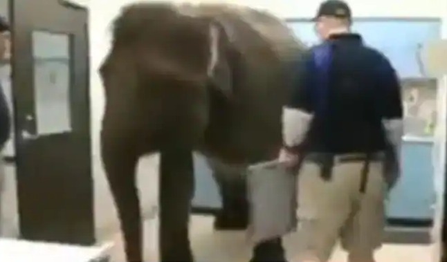 Elephant Getting X Ray in calm way at clinic video goes viral 