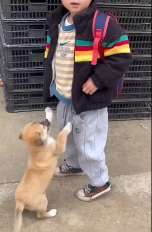 Puppy rejoint with school kid after long wait video goes viral 