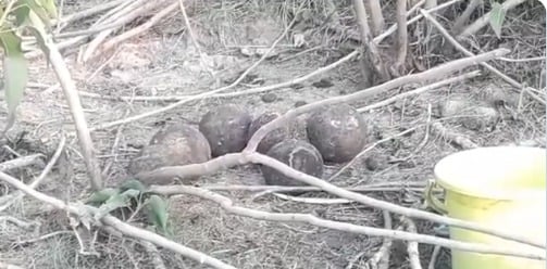 UP police revelation about egg shaped shells in Kanpur Nagar