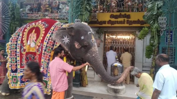 Puducherry lakshmi elephant foot prints found reportedly