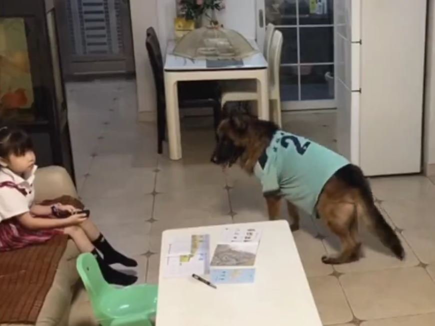 Video dog helps little girl who watching tv netizens amazed