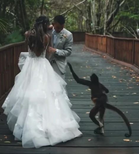Monkey crashed wedding photoshoot video gone viral