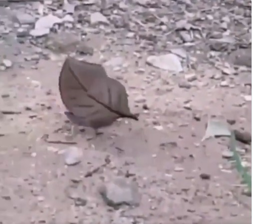 This Dead Leaf Is Actually Perfectly Camouflaged Butterfly video	