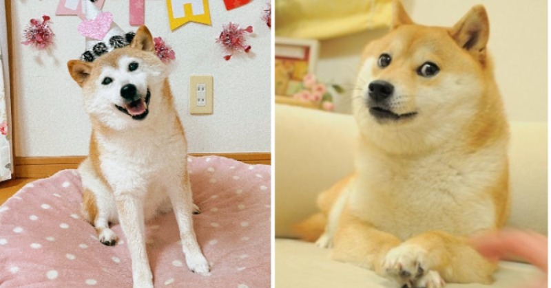 Cheems dog aka shiba inu which is fame in Social media in sick 
