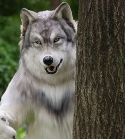 Man spends 18 lakh rupees to look like a wolf
