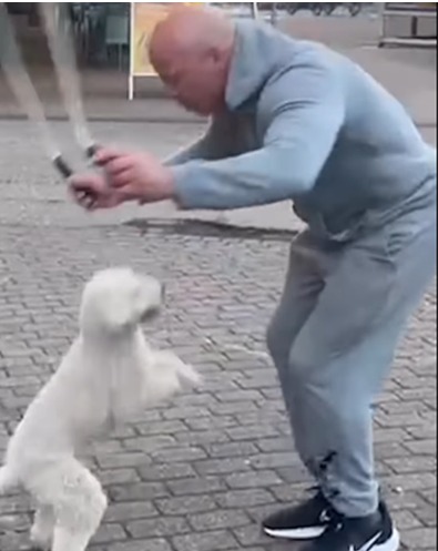 Dog With World Record For Most Skips On Hind Legs Video