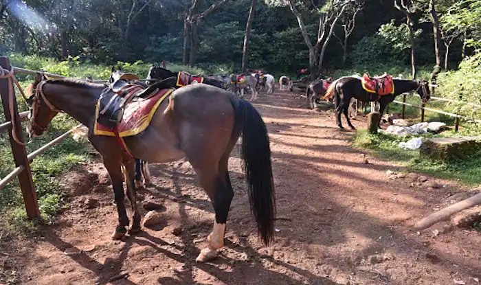 Newly Married man fell from horse on honeymoon dies 