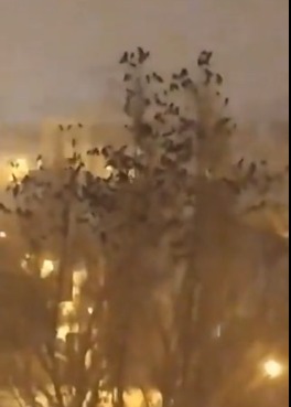 Turkey Earth Quake Anand mahindra shares Birds flying video
