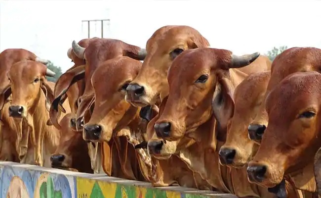 Cow hug day will be celebrated on Feb 14 says animal welfare Board