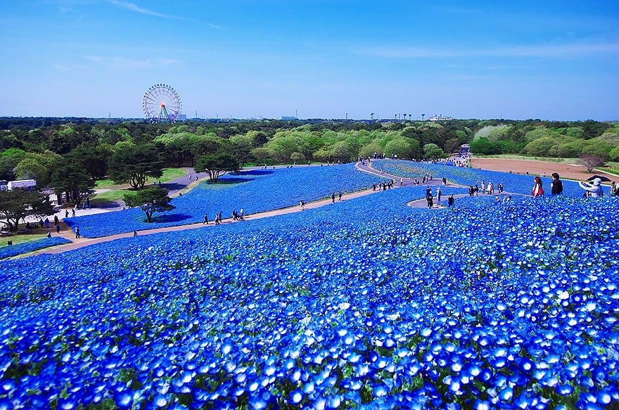 Video Of Japan Valley Of Blue Flowers Goes Viral in social media