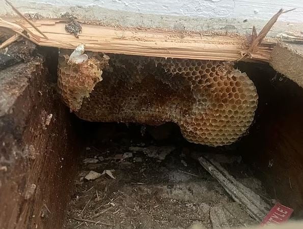 Couple found their house was change into giant beehive