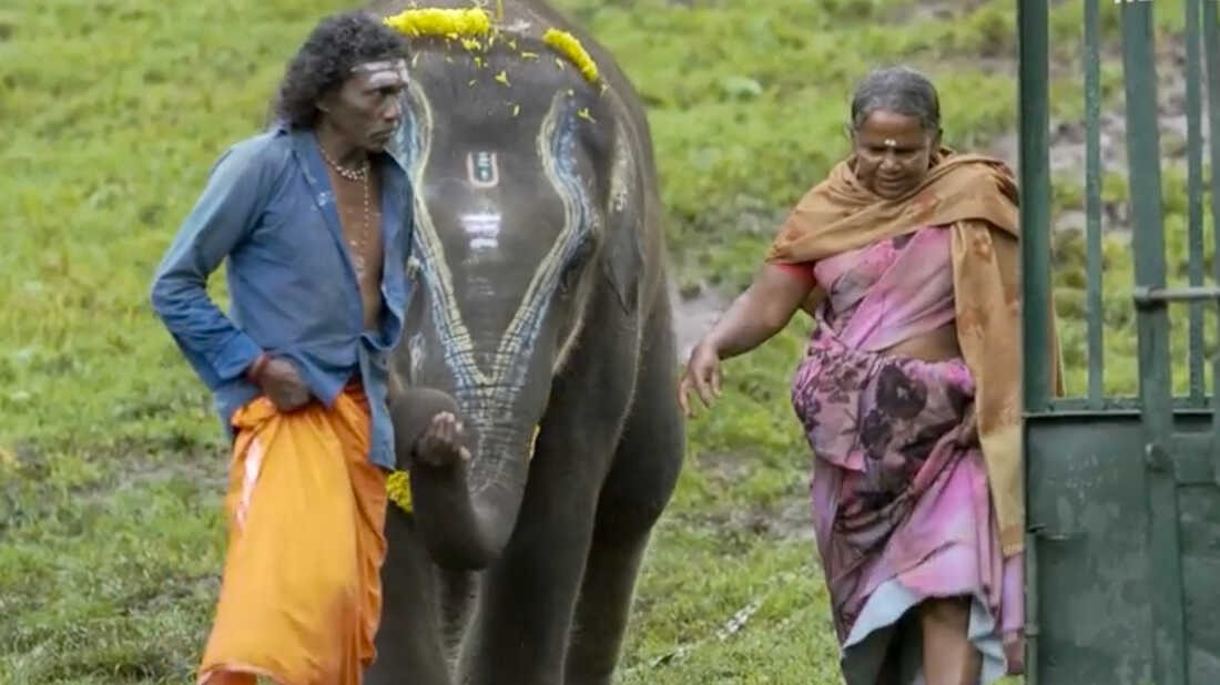 TN CM MK Stalin Praises The Elephant Whisperers team 